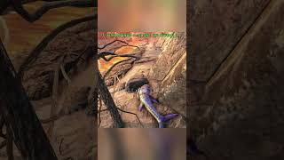 day 2 to find a legendary egg 190 ark arksurvivalevolved [upl. by Bond]