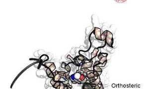 CaffeinehA2A Adenosine Receptor Recognition Supervised Molecular Dynamics [upl. by Ameekahs25]