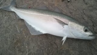 HOW TO FILLET A FISH Coalfish [upl. by Leland]