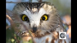 Northern Sawwhet Owl [upl. by Tija]