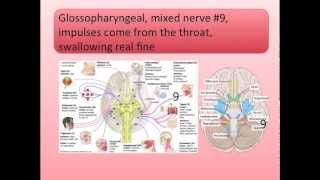 Cranial Nerves Song [upl. by Della]