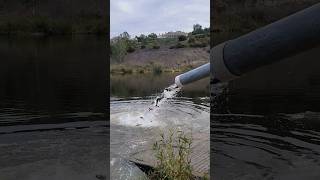 Trout Stocking at the Local Lakes [upl. by Laehpar]