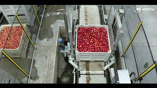 AWETA  Unifrutti Apple sorting amp packing line [upl. by Nehepts264]