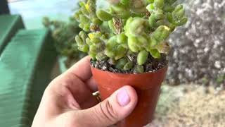 Propagating a succulent Delosperma echinatum quotPickle Plantquot 👍🌱💐 [upl. by Ardolino]