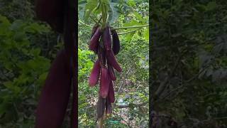 Technique for growing brinjal plant brinjal brinjalgrafting farming fruitfarming viral shorts [upl. by Donahoe]