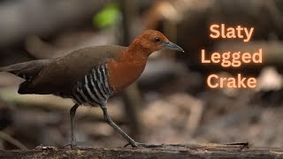 slaty legged crake [upl. by Pence]