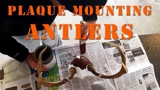 How To Plaque Mount Antlers DIY [upl. by Adile213]