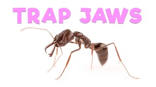 Ant Room Tour  Trap Jaw Ants [upl. by Esirahc]