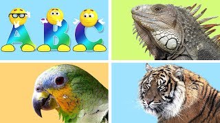 Alphabet Animals  Learn animal names from A to Z [upl. by Tioneb885]