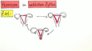 Hormone im weiblichen Zyklus  Biologie  Humanbiologie [upl. by Darius288]