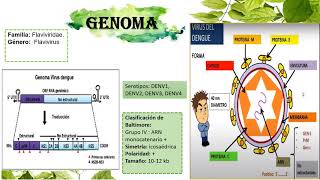 REPLICACIÓN DEL VIRUS DEL DENGUEGRUPO 8 2020 [upl. by Ecnedurp738]