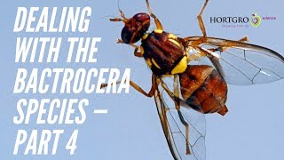 Part 4 — How does the Bactrocera species compare to Ceratitis capitata Medfly [upl. by Zollie245]