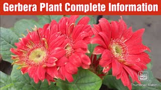 Gerbera Plant Care Tips  Gerbera soil fertilizer sunlight watering requirement amp propagation [upl. by Onilegna688]