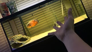 75 Gallon Marineland Tank Review MY SETUP [upl. by Metts]