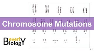 Chromosome mutations [upl. by Ahsinelg]