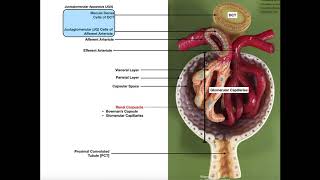 The Renal Corpuscle Glomerulus and Blood Filtration [upl. by Feinstein]