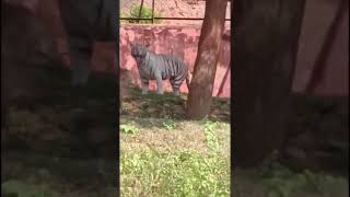 Zoo park vizag [upl. by Aggappora]