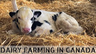 What Happens to Bull Calves on our Dairy Farm [upl. by Effy]