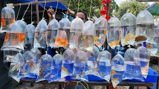 Galiff Street Fish Market Kolkata [upl. by Ecienaj]