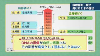 ◎放射線の人体への影響 ｜ エネ百科 [upl. by Ahtelahs]