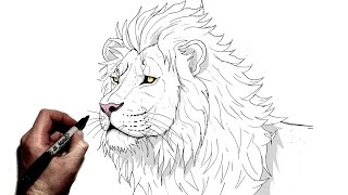 Learn How to Draw a Lion  Easy Drawing for Kids [upl. by Scharf]