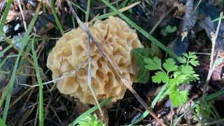 Morilles 2024  premières morilles pour Alain et Christine 👍👍 [upl. by Gitt]