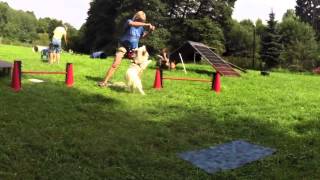 Hundetraining Crossdogging  Meringa beim Einparken [upl. by Lais]