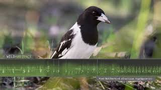 Pied Butcherbird Sounds  The song amp calls of one of the worlds most melodic songbirds [upl. by Landing775]