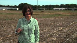 Grain Sorghum Planting [upl. by Joe]