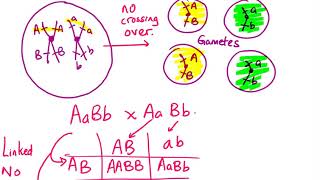 linked vs unlinked genes [upl. by Nnahaid]