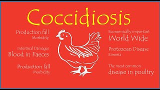 Coccidiosis Life Cycle of Eimeria [upl. by Raimondo]