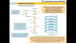 Anabolismo de lípidos y de aminoácidos V65 [upl. by Richarda]