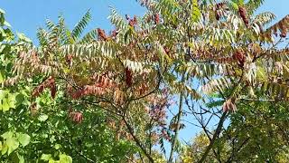 Staghorn Sumac Beauty and Management [upl. by Rahas199]