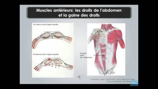 paroi de labdomen et region inguino femoral partie 1 [upl. by Llenol]