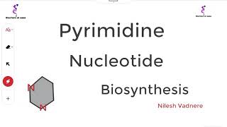 Pyrimidine nucleotide biosynthesis [upl. by Noedig]