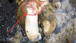 Hoof Treatment Provides INCREDIBLE RELIEF FOR THIS COW [upl. by Ramilahs]