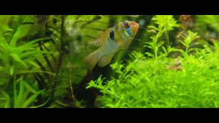 Ramirezi – Mikrogeophagus ramirezi [upl. by Lachish]