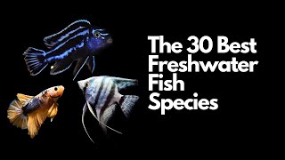 The 30 Best Freshwater Aquarium Fish 🐠 [upl. by Ettennan954]