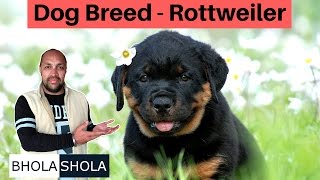 Know About Rottweiler  Puppy  Good for Family  Safe for Kids Bhola Shola  Grewal [upl. by Rora]