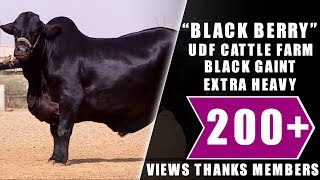 Black Berry I UDF Cattle Farm I Heavy And Gaint Bull I Size Out Class I Parrot Studio [upl. by Zipnick302]