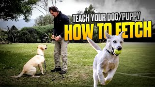 Teach Your Dog to FETCH  The RETRIEVE COMMAND  phase 1  Dog Training Video [upl. by Karrie]