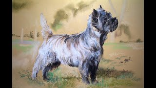 Cairn Terrier Grooming tutorial by Mieke Jansen [upl. by Wivinia995]