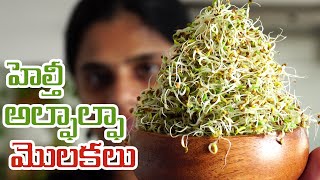 హెల్తీ అల్ఫాల్ఫా మొలకలు Healthy Alfalfa seeds Sprouting process [upl. by Halullat]