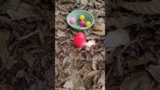 Finding millipede and turtle and egg millipede egg turtle [upl. by Adnawaj]