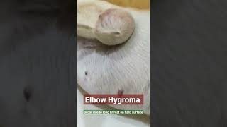 Elbow Hygroma in Dog [upl. by Ecniv]