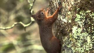 Scotlands Big 5  Red Squirrel [upl. by Nomolas]