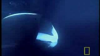 NG Bowhead Whales [upl. by Orelee]