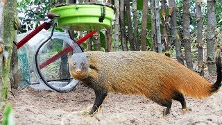 Learn To Make Quick Mongoose Trap Using Plastic Bottle [upl. by Symons]