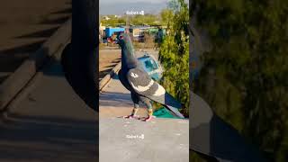 pigeon birds love sad shayari new 2024 trending [upl. by Enirod143]