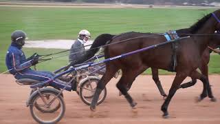 En direct du centre dentraînement de trotteurs de Grosbois [upl. by Ayocal]